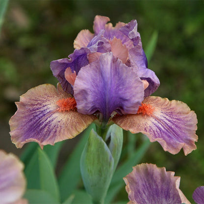 April Fanfare Dwarf Bearded Iris
