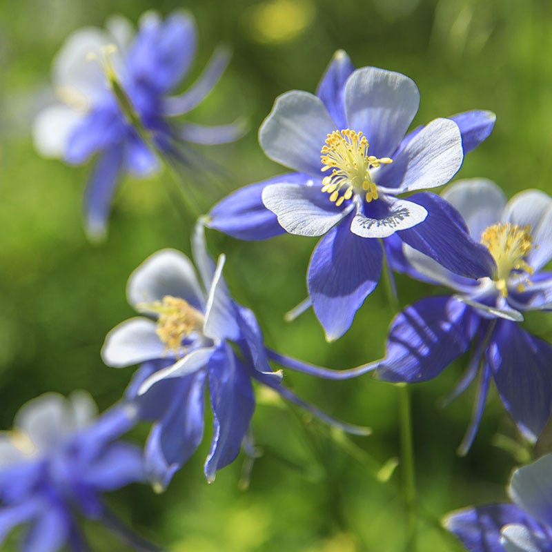 colorado columbine flower seeds Blue Columbine Seeds, Aquilegia caerulea