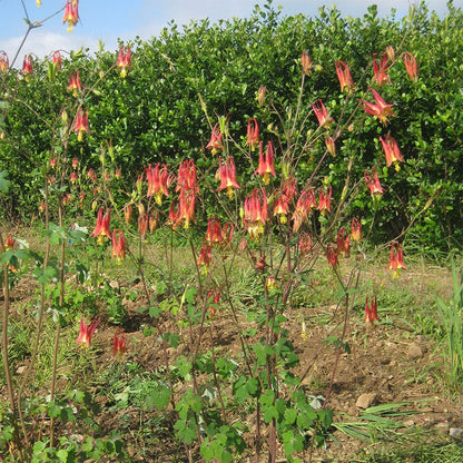 Eastern Red Columbine Seeds