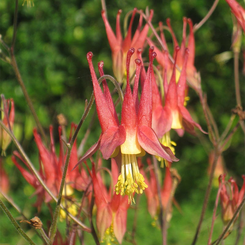 Eastern Red Columbine Seeds