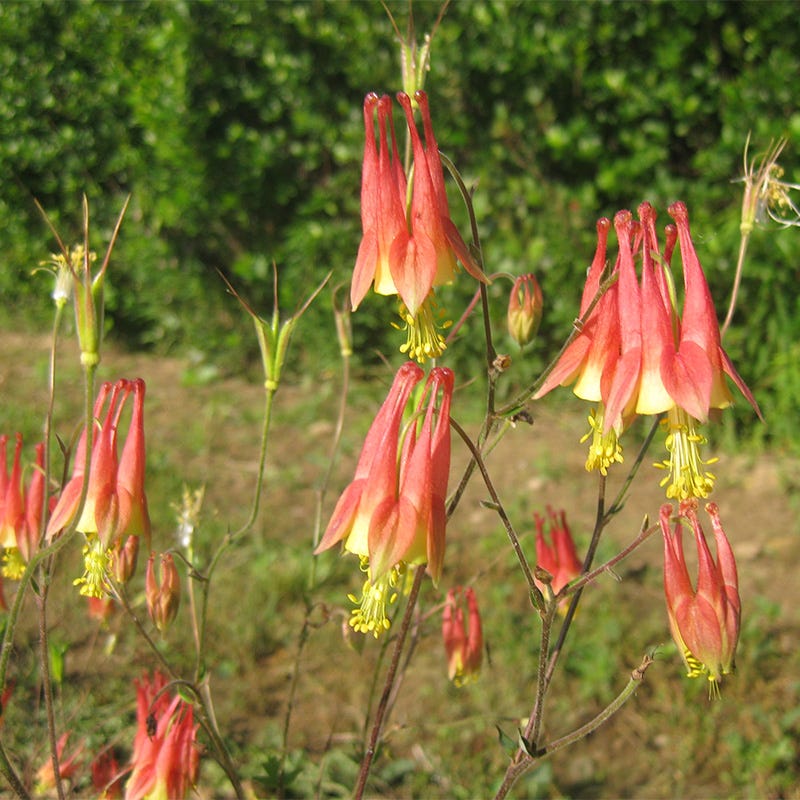Eastern Red Columbine Seeds