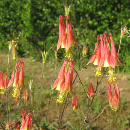 Eastern Red Columbine Seeds