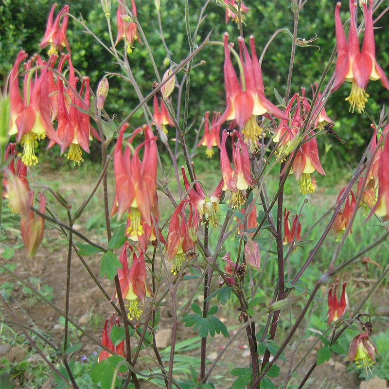 Eastern Red Columbine Seeds
