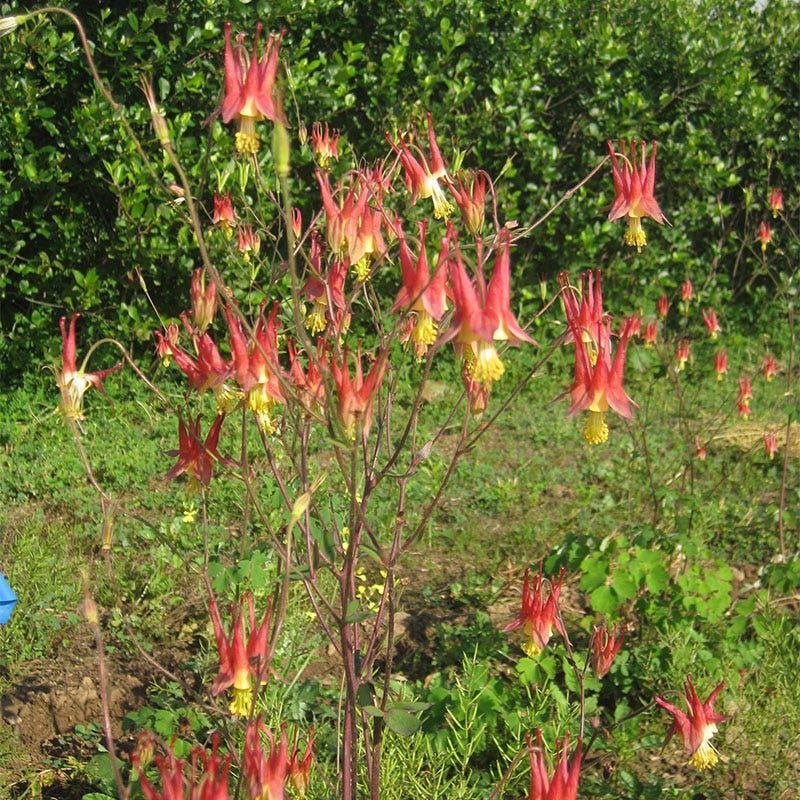 Eastern Red Columbine Seeds