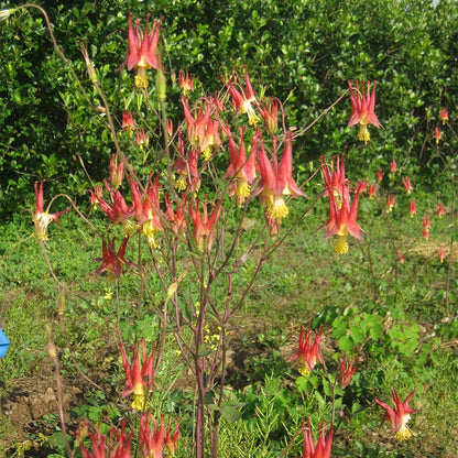 Eastern Red Columbine Seeds