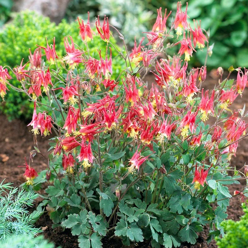 American Meadows Little Lanterns Columbine