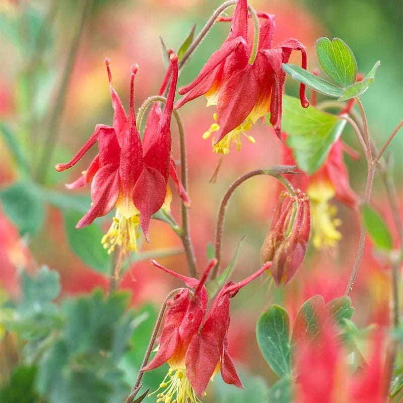 Little Lanterns Columbine