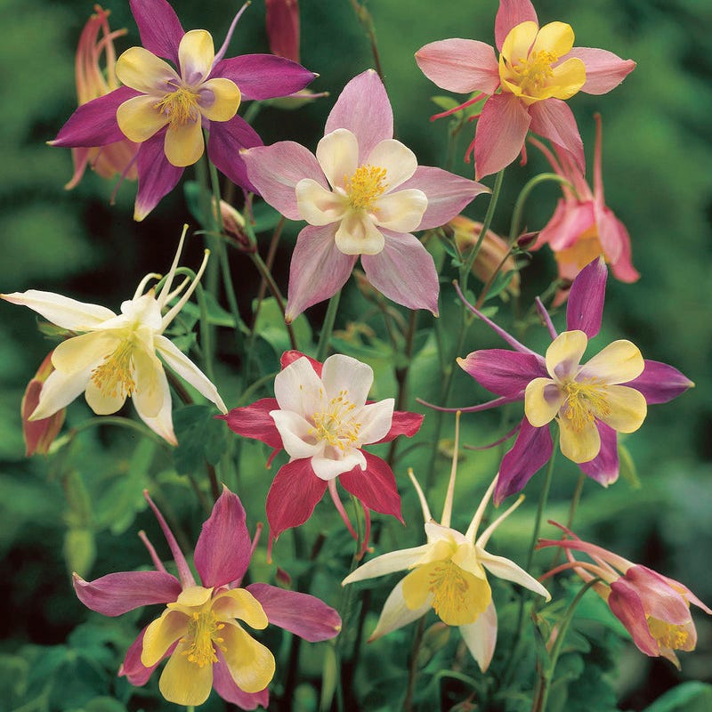 McKana Giant Columbine Mix