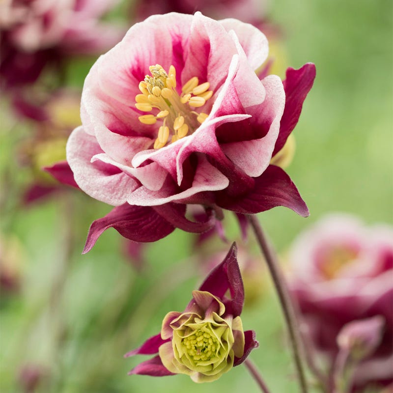 Winky Double Red-White Columbine