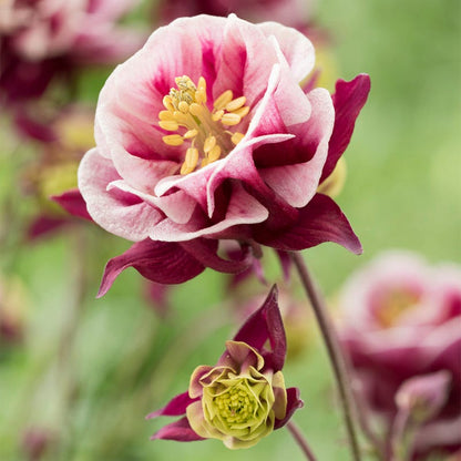 Winky Double Red-White Columbine
