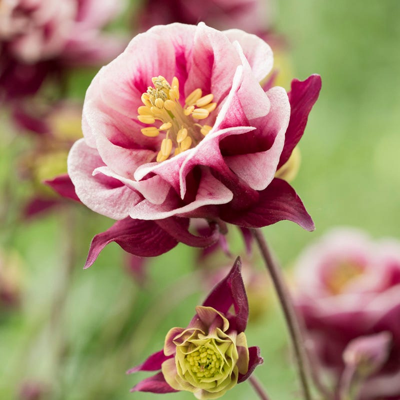 Farmhouse Pre-Planned Garden