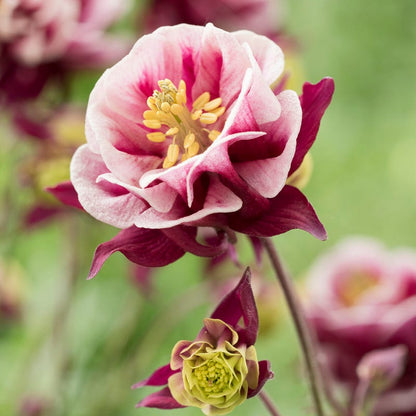 Farmhouse Pre-Planned Garden