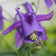 Aquilegia vulgaris
