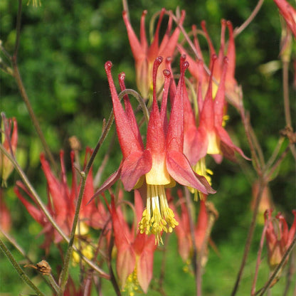 Native Northeast Wildflower Seed Mix