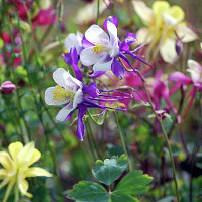 McKana Giant Columbine Mix