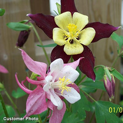 McKana Giant Columbine Mix