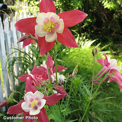 McKana Giant Columbine Mix