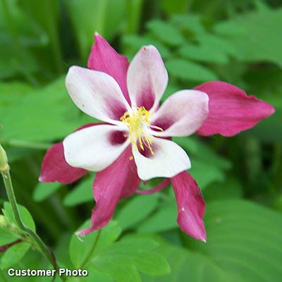 McKana Giant Columbine Mix