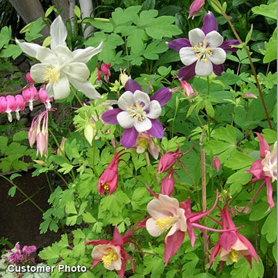 McKana Giant Columbine Mix