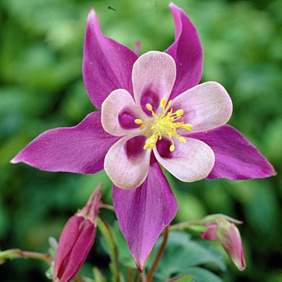 McKana Giant Columbine Mix