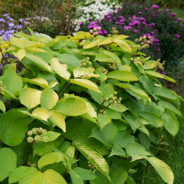 Sun King Aralia - Thumbnail 4