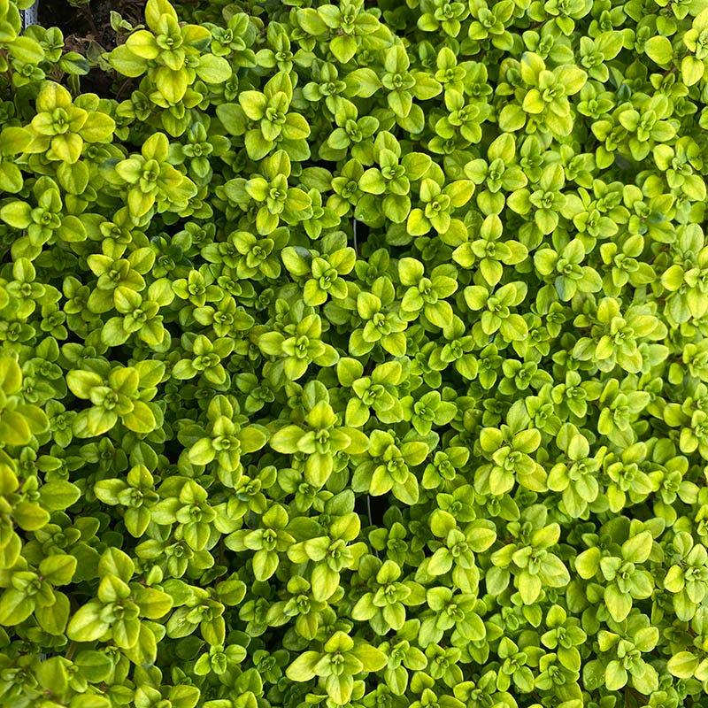 Archer's Gold Creeping Thyme