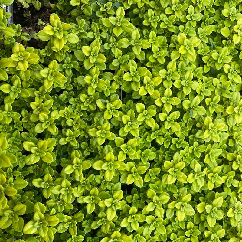 Sun Loving Tapestry Lawn Plant Collection