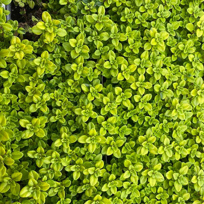 Sun Loving Tapestry Lawn Plant Collection