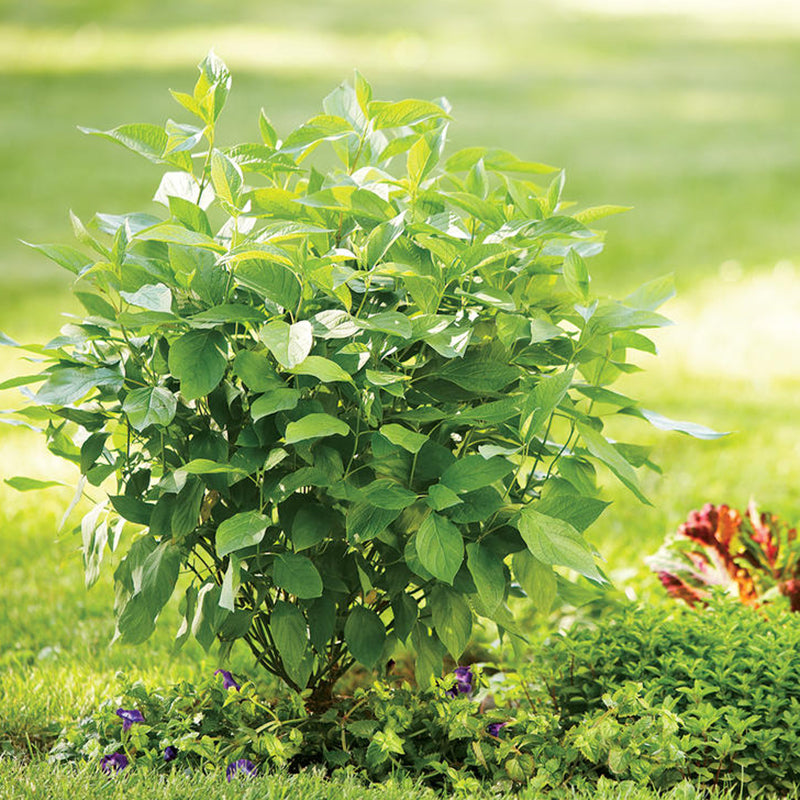 Arctic Fire® Dogwood, photo courtesy of Proven Winners®