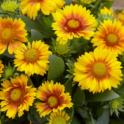 Pink Lemonade Low Grow Plant Collection