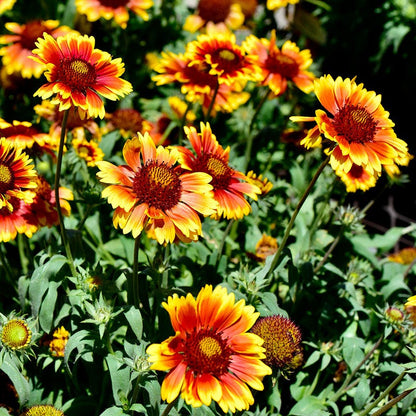 Easy Care Pre-Planned Garden