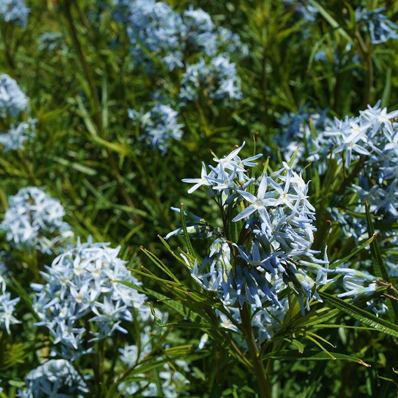 Arkansas Bluestar