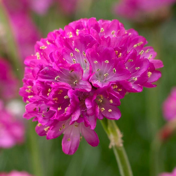 Splendens Splendens Armeria, Sea Thrift | American Meadows