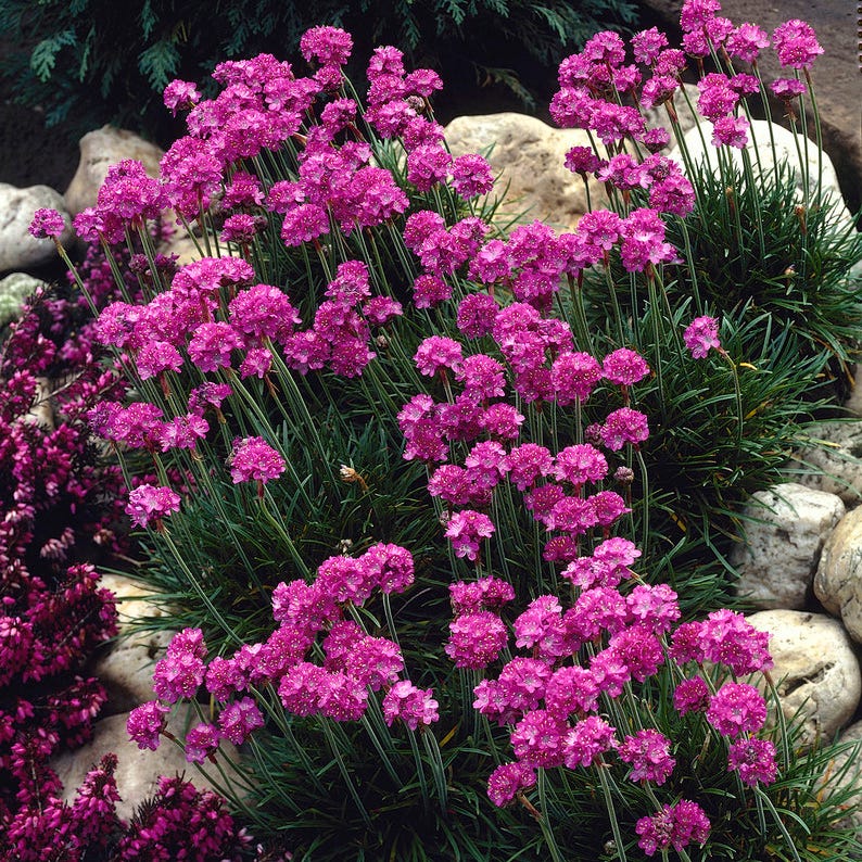 Splendens Armeria