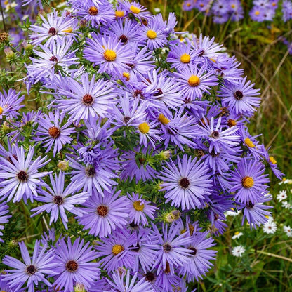 Aromatic Aster