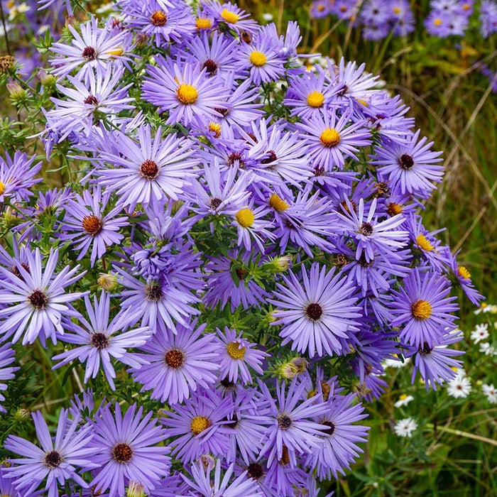 Aromatic Aster