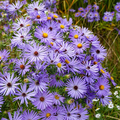 Bird Watcher Native Plant Collection