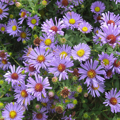 No Nibble Deer Resistant Pre-Planned Garden