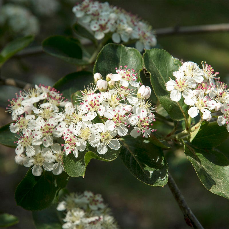 Brilliantissima Red Chokeberry
