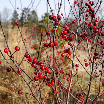 Brilliantissima Red Chokeberry