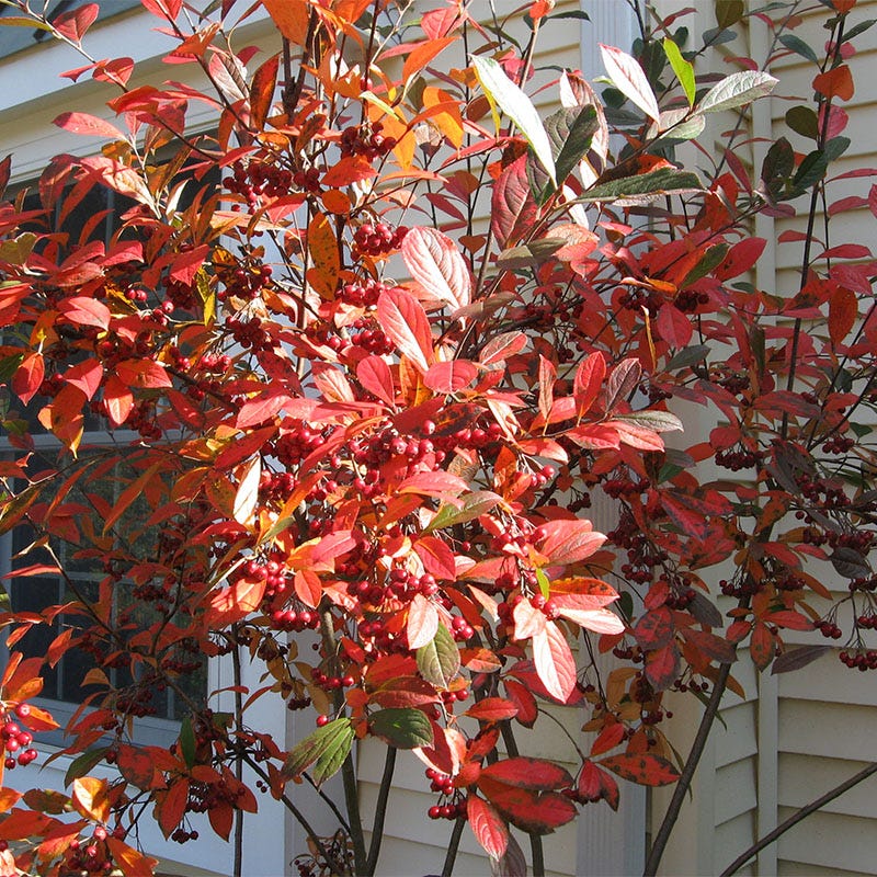 Brilliantissima Red Chokeberry