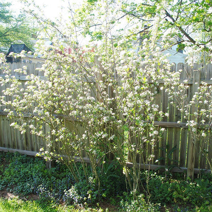 Brilliantissima Red Chokeberry