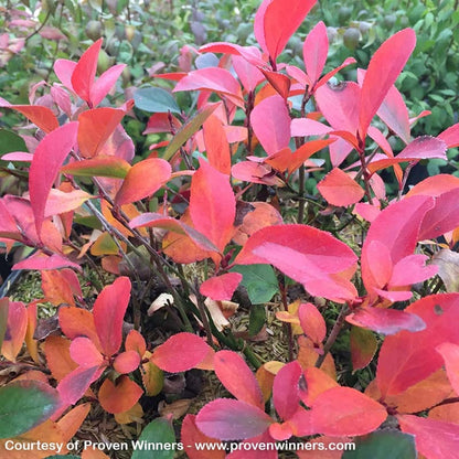 Low Scape® Mound Chokeberry