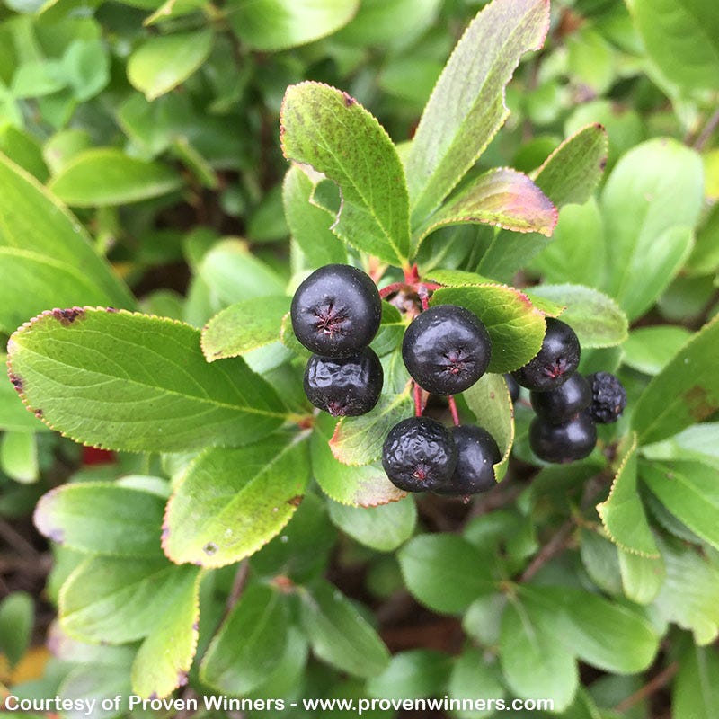 Low Scape® Mound Chokeberry