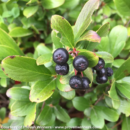 Low Scape® Mound Chokeberry