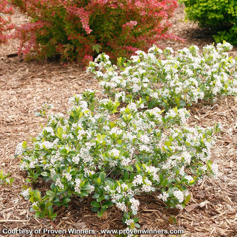 Low Scape Mound Chokeberry, Aronia