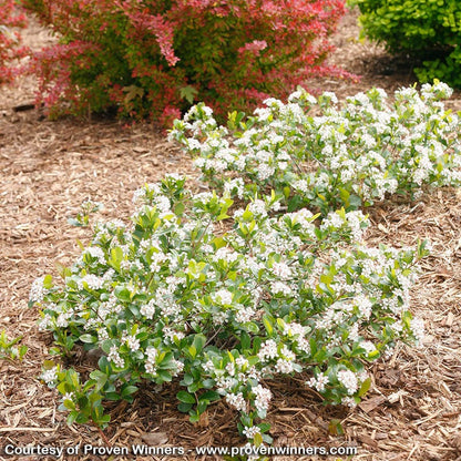 Low Scape® Mound Chokeberry