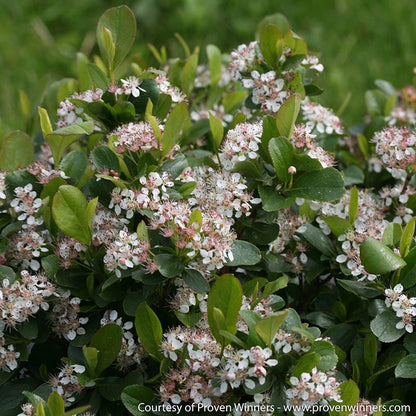 Bird Watcher Native Shrub Collection