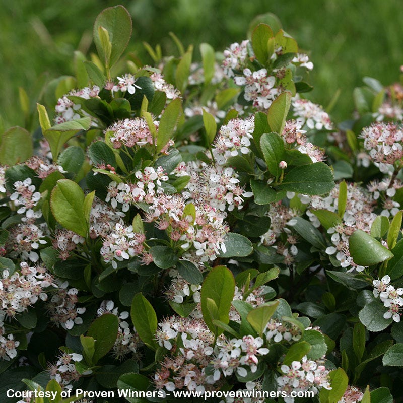 Low Scape® Mound Chokeberry