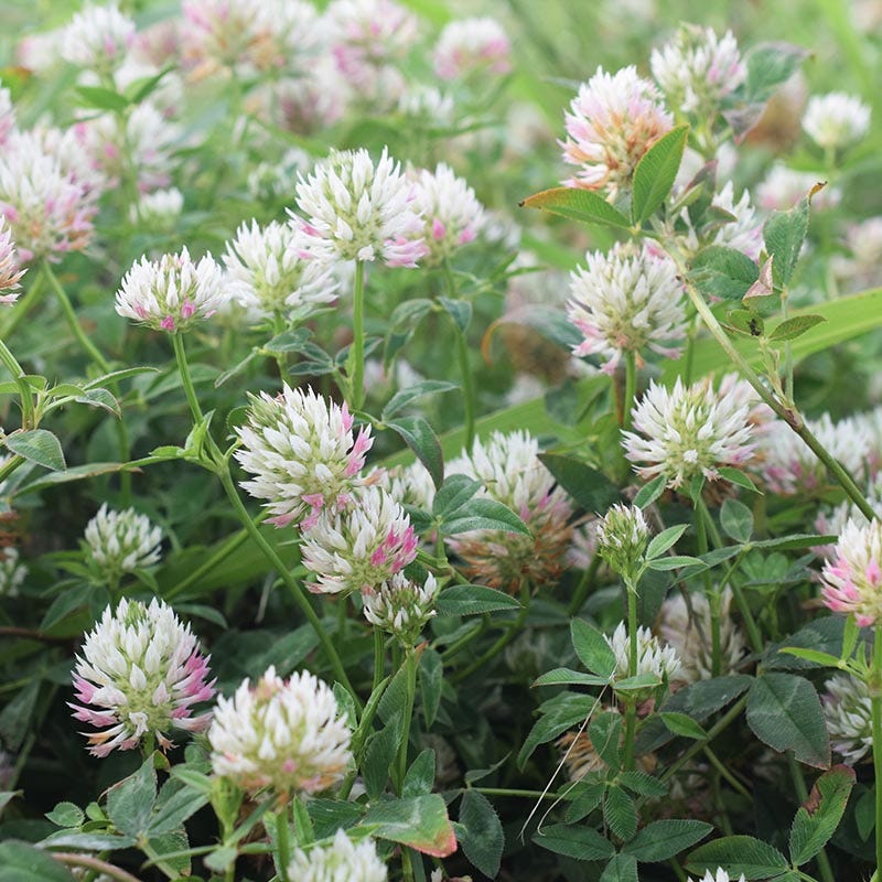Arrowleaf Clover Seeds, Trifolium vesiculosum savi | American Meadows